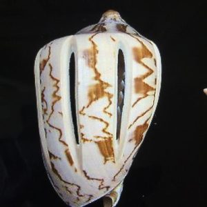 Voluta Nobilis Nobilis(Cut)216