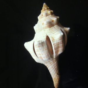 Fasciolaria Trapezium(Cut)182