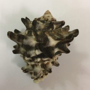 Vasum Turbinellus(209)