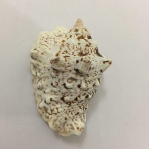 Strombus Lentiginosus(80)
