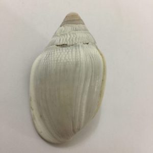 Ellobium Aurismidae (282)