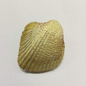 Category Core Seashells