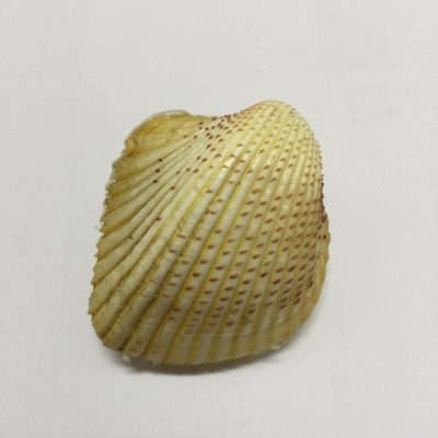 Category Core Seashells