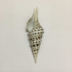 Category Core Seashells