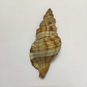 Cymatium Aquatile(120)