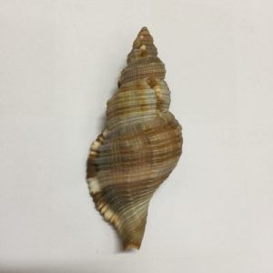 Cymatium Pileare(120)