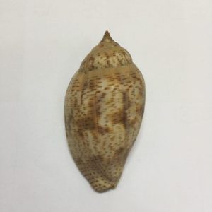 Category Core Seashells