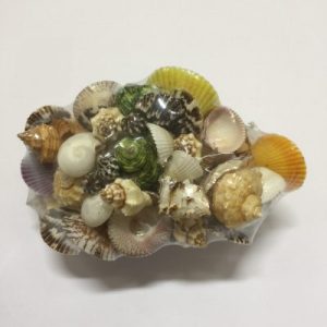 Size Clam 7"
