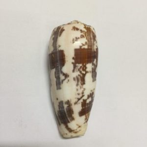 Conus Striatus(255)