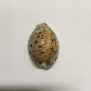 Cypraea Lynx(97)