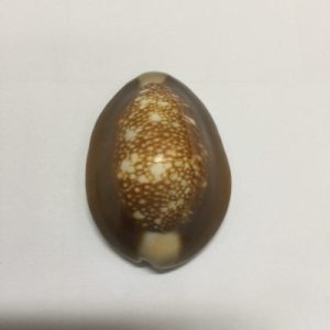 Cypraea Caputserpentis(86)