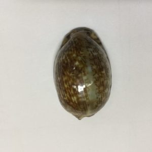 Cypraea Arabica(97)