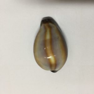 Cypraea Onyx(88)