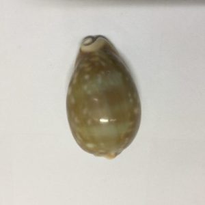 Cypraea Vitellus(97)