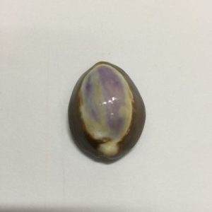 Cypraea Caputserpentis ( Purple Top )