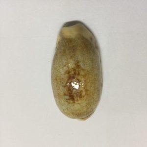 Cypraea Caurica(90)