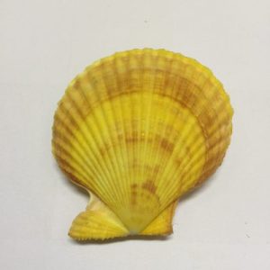 Category Core Seashells