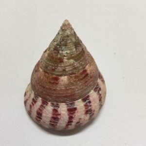Category:Core Seashells