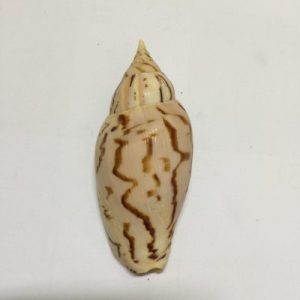 Category Core Seashells