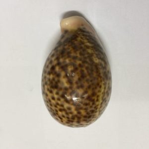 Category Core Seashells