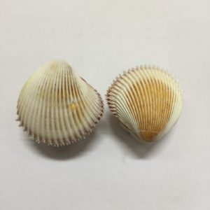 Parent:Core Seashells