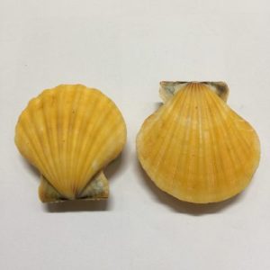 Category Core Seashells