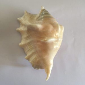 Lambis Lambis ( Short Spine )