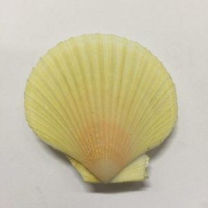 Category Core Seashells