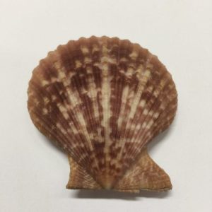 Category Core Seashells