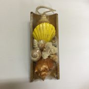 Size 2"x6" Bamboo,Shells 1-3"