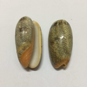 Size 1.5"(1-2")