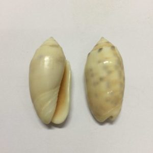 Oliva Annulata(191)