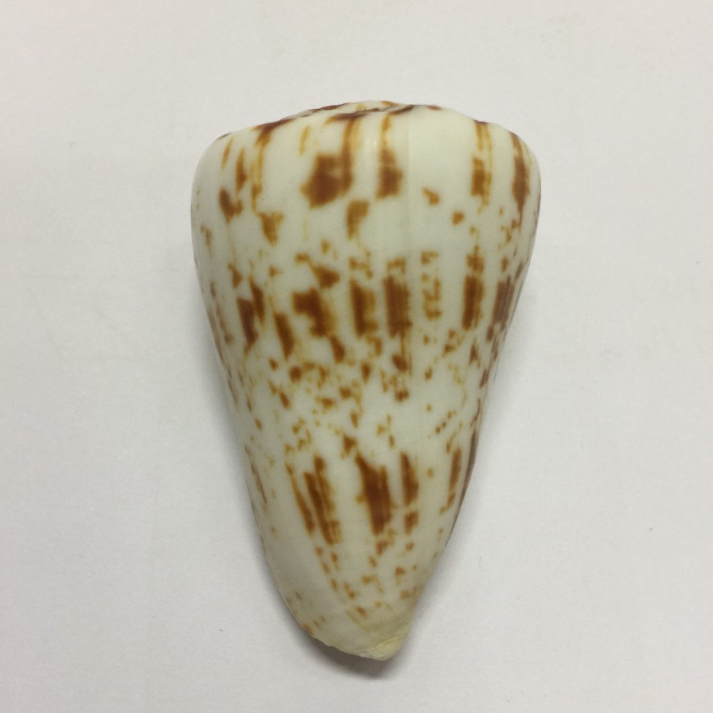 Conus Caracteristicus(258) - MalaysiaSeaShell