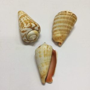 Strombus Luhuanus(80)