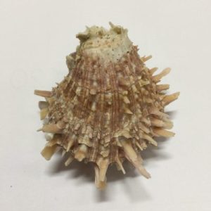 Spondylus Versicolor(316)