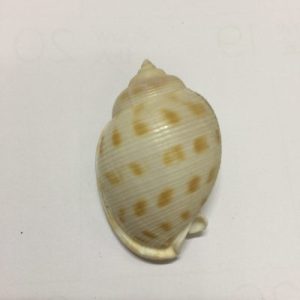 Phalium Bisulcatum(112)