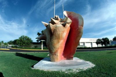 Florida Memory Conch Shells-Key West