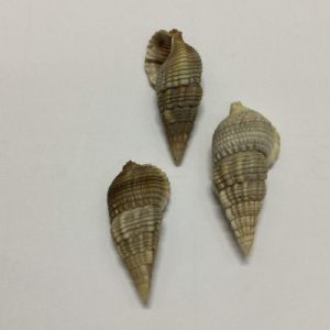 Size 1.5”