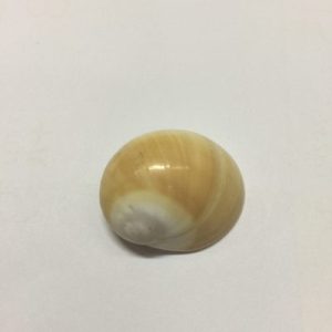 Size 1.3”