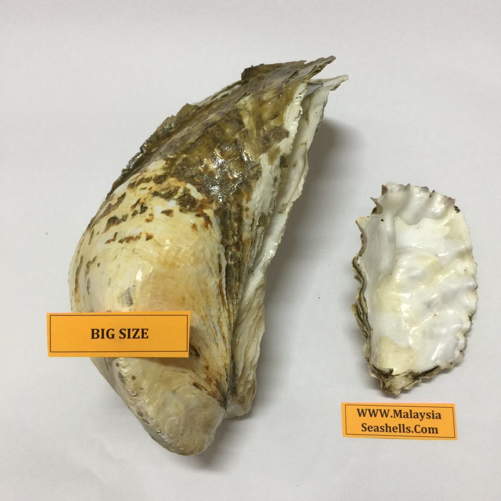 Crassostrea Belcheri(318)Oyster - MalaysiaSeaShell