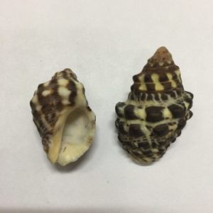 Size 0-1” Muricoidea/Muricidae