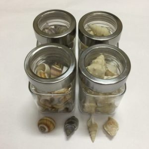 Seashells in Bottle (Bagan Sekinchan Shells)