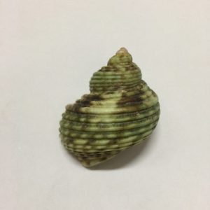 Category Core Seashells