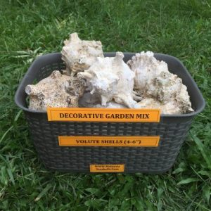Decorative Garden Shells (Ramose Murex)21