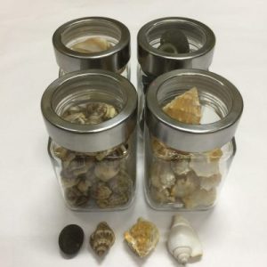 Seashells in Bottle (Bagan Johor Shells)