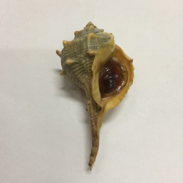 murex sea snail