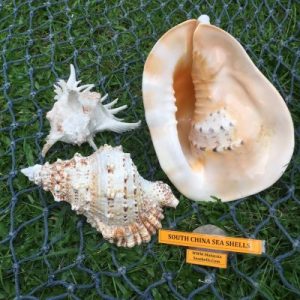 South China Sea Shells (Set A)