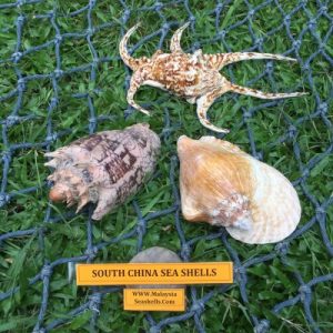 South China Sea Shells (Set B)