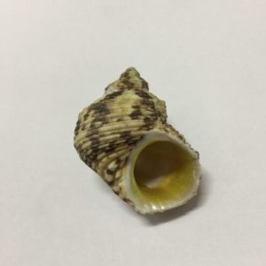 Category Core Seashells
