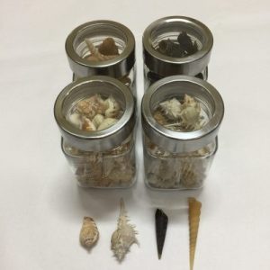 Seashells in Bottle (Bagan Kuantan Shells)